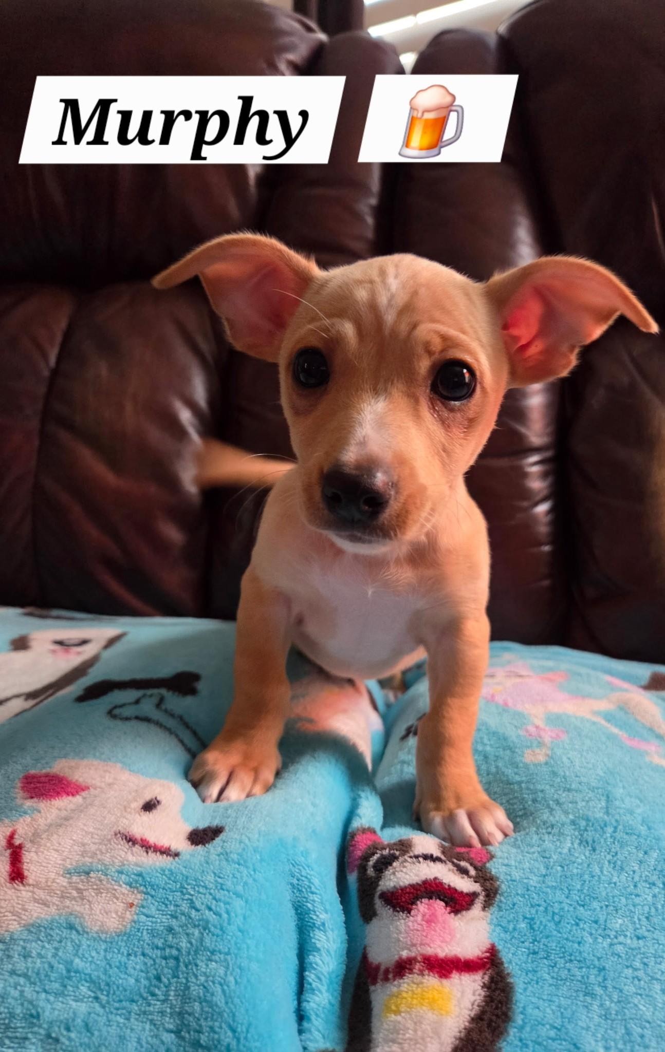 Enlarge Murphy, a Adoptable mixed breed in Oakdale, CA image 2/3