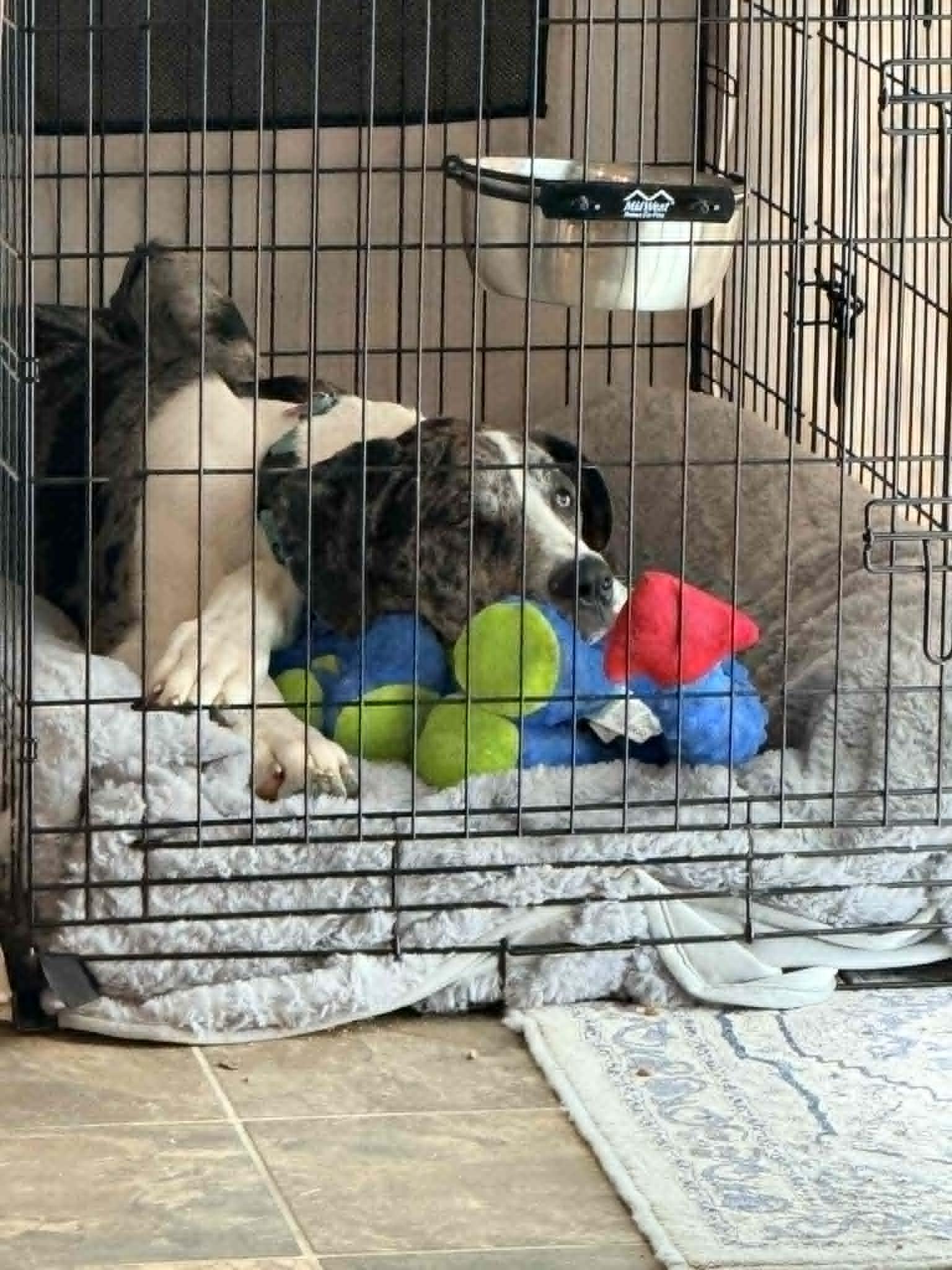 Sampson, Adoptable, Puppy Male Great Dane.