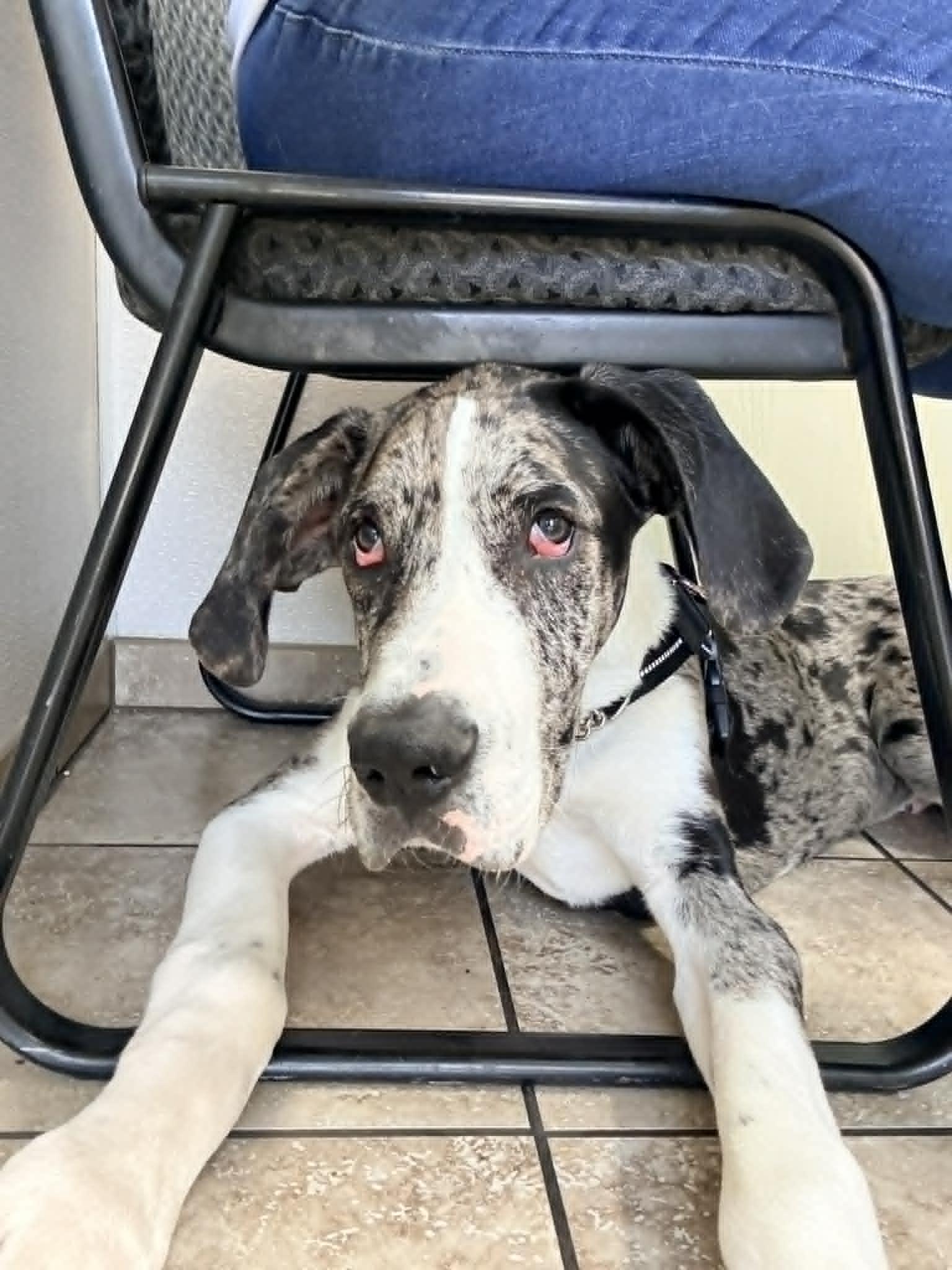 Enlarge Sampson, a Adoptable Great Dane in LEWISTON, ID image 2/6