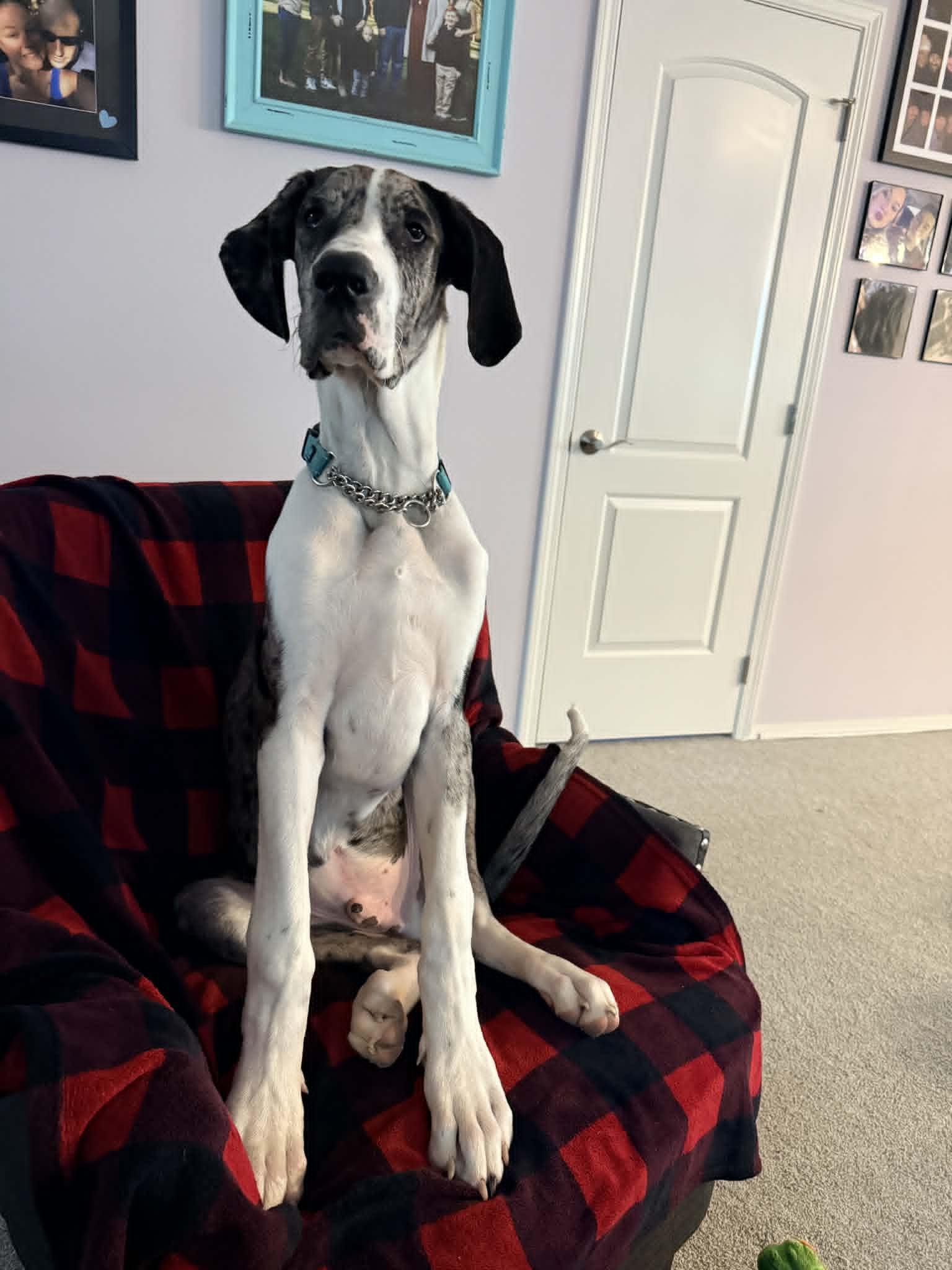 Enlarge Sampson, a Adoptable Great Dane in LEWISTON, ID image 3/6