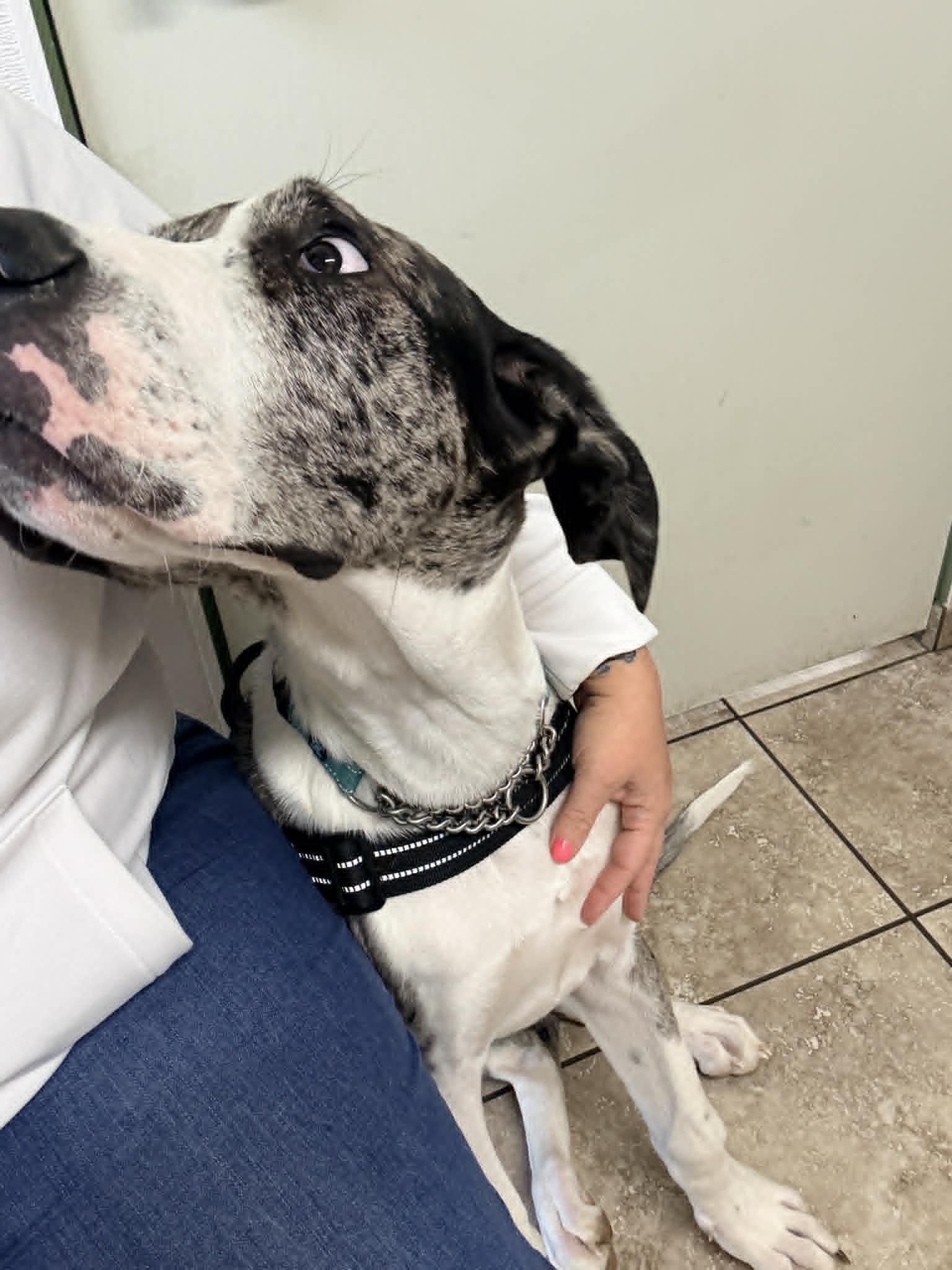 Enlarge Sampson, a Adoptable Great Dane in LEWISTON, ID image 4/6