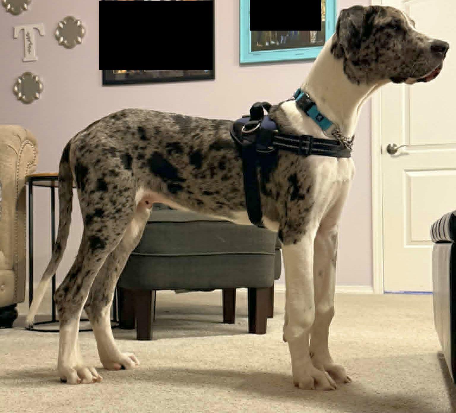 Enlarge Sampson, a Adoptable Great Dane in LEWISTON, ID image 5/6