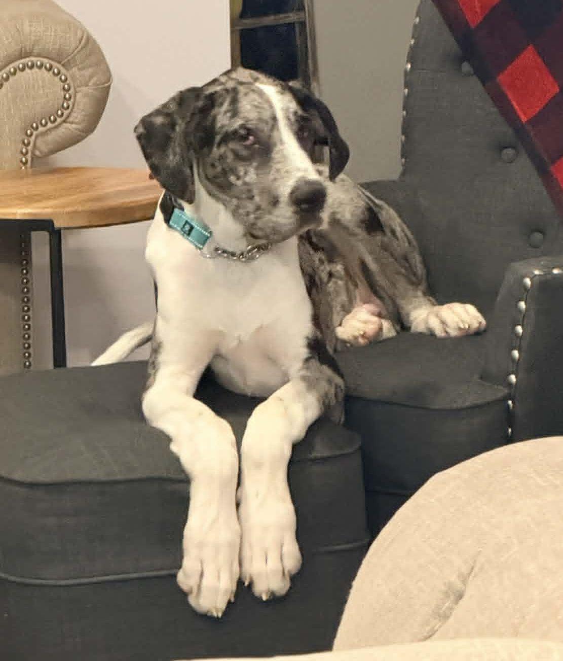 Enlarge Sampson, a Adoptable Great Dane in LEWISTON, ID image 6/6