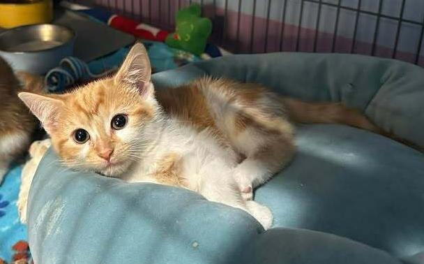 Enlarge Habanero, a Adoptable mixed breed in Woodbridge, VA image 1/1