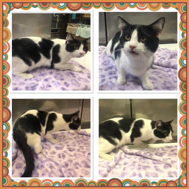 Enlarge BAI, a ADOPTABLE Domestic Short Hair in Buckhannon, WV image 1/1