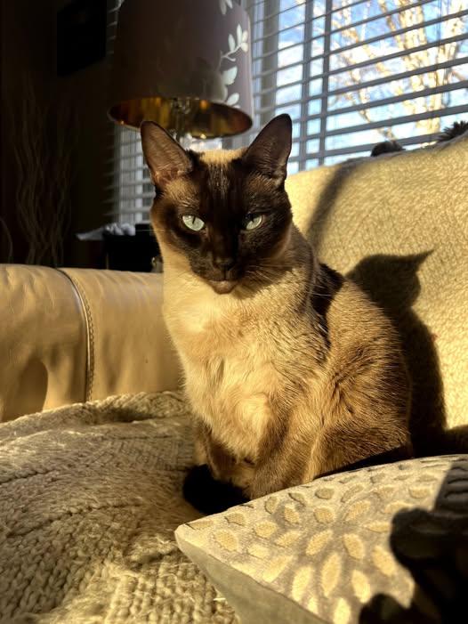 Enlarge Luna and Lennon   (Bonded loving sweeties), an adopted Siamese in Macomb, MI image 5/6