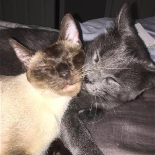 Enlarge Luna and Lennon   (Bonded loving sweeties), an adopted Siamese in Macomb, MI image 6/6