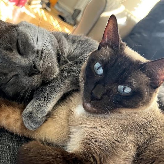 Enlarge Luna and Lennon   (Bonded loving sweeties), an adopted Siamese in Macomb, MI image 3/6