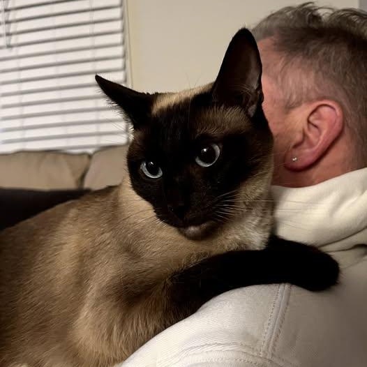 Enlarge Luna and Lennon   (Bonded loving sweeties), an adopted Siamese in Macomb, MI image 4/6