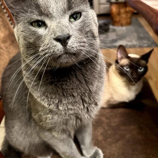 Enlarge Luna and Lennon   (Bonded loving sweeties), an adopted Siamese in Macomb, MI image 2/6