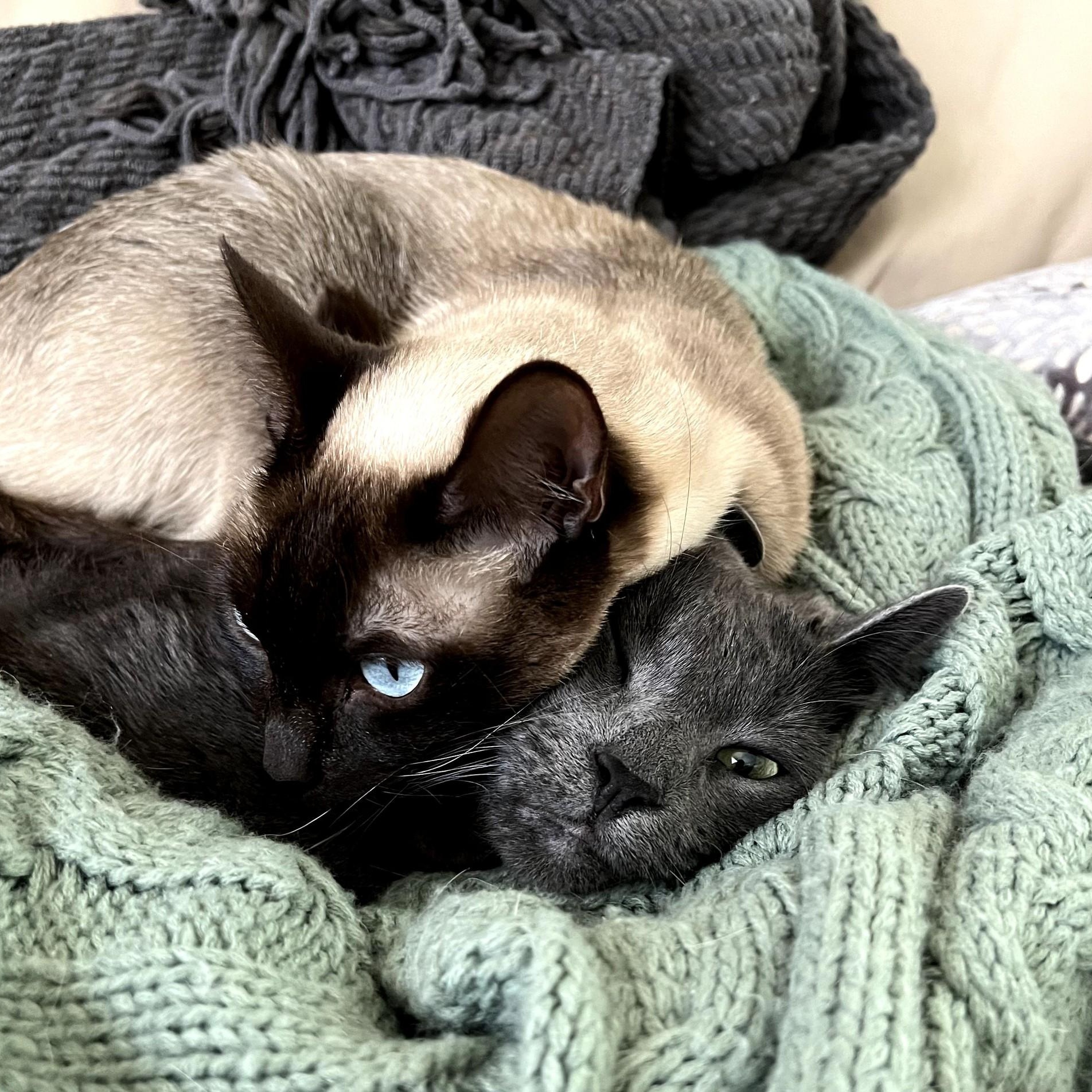 Enlarge Luna and Lennon   (Bonded loving sweeties), an adopted Siamese in Macomb, MI image 1/6