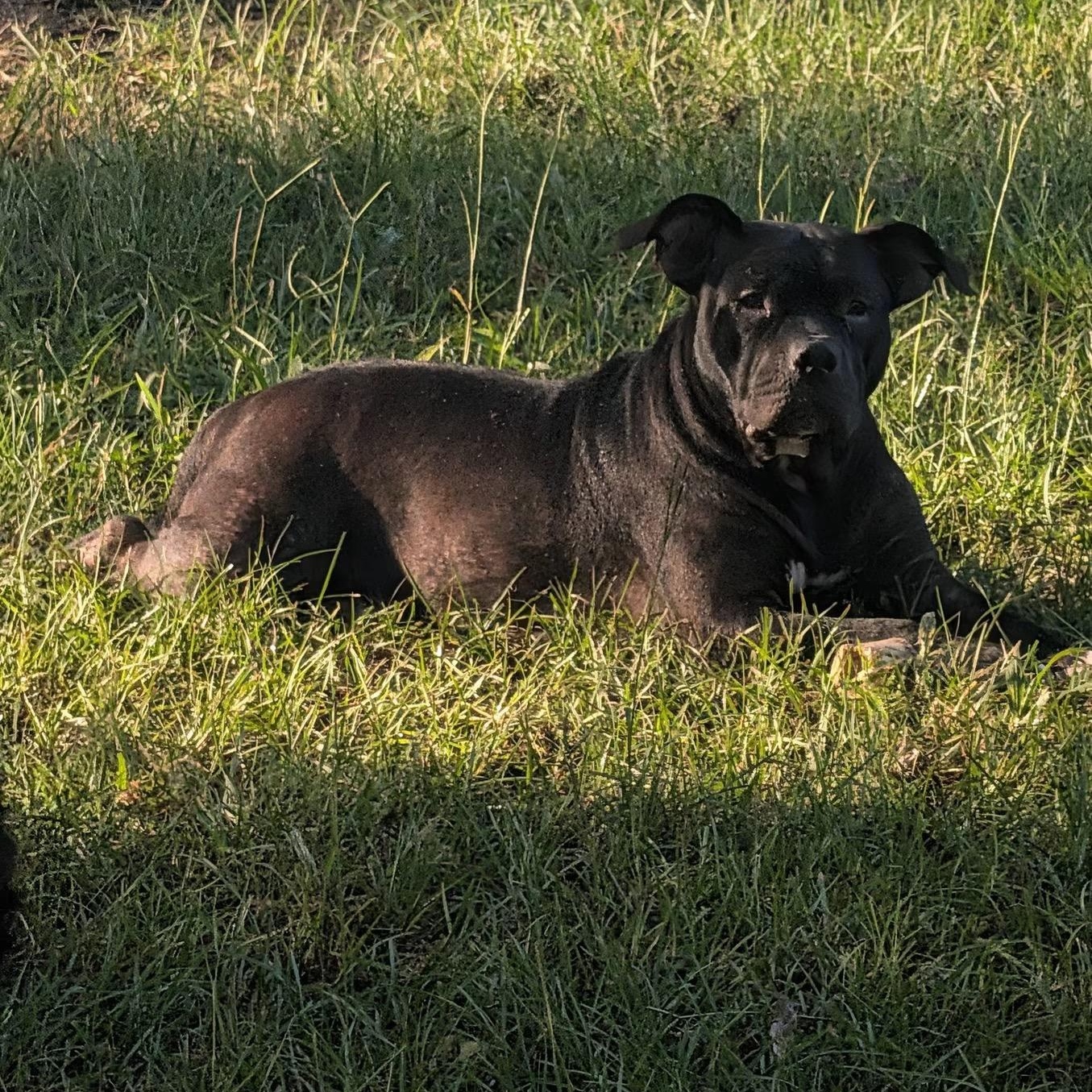 Enlarge Violet (NCCR), an adopted mixed breed in Brewton, AL image 2/2