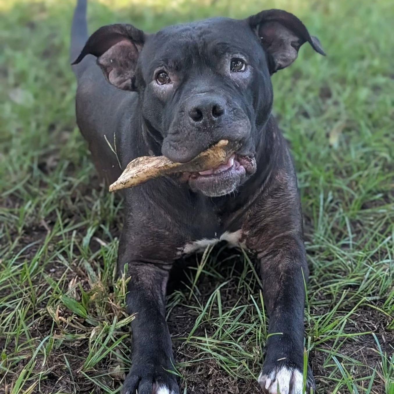 Enlarge Violet (NCCR), an adopted mixed breed in Brewton, AL image 1/2
