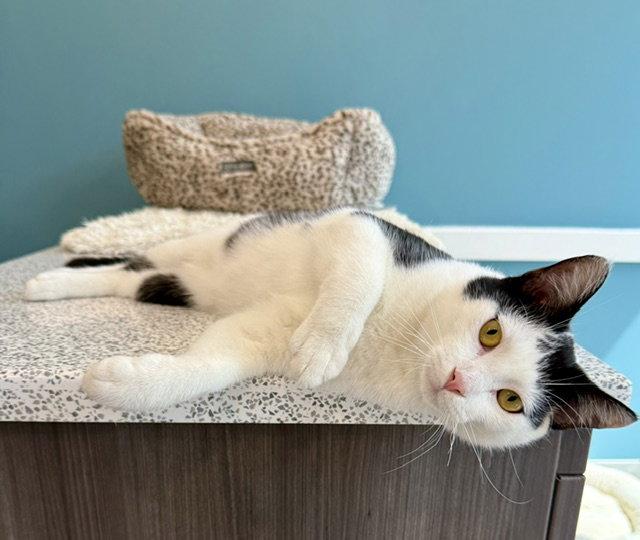 Axel, Adoptable, Young Male Domestic Short Hair.