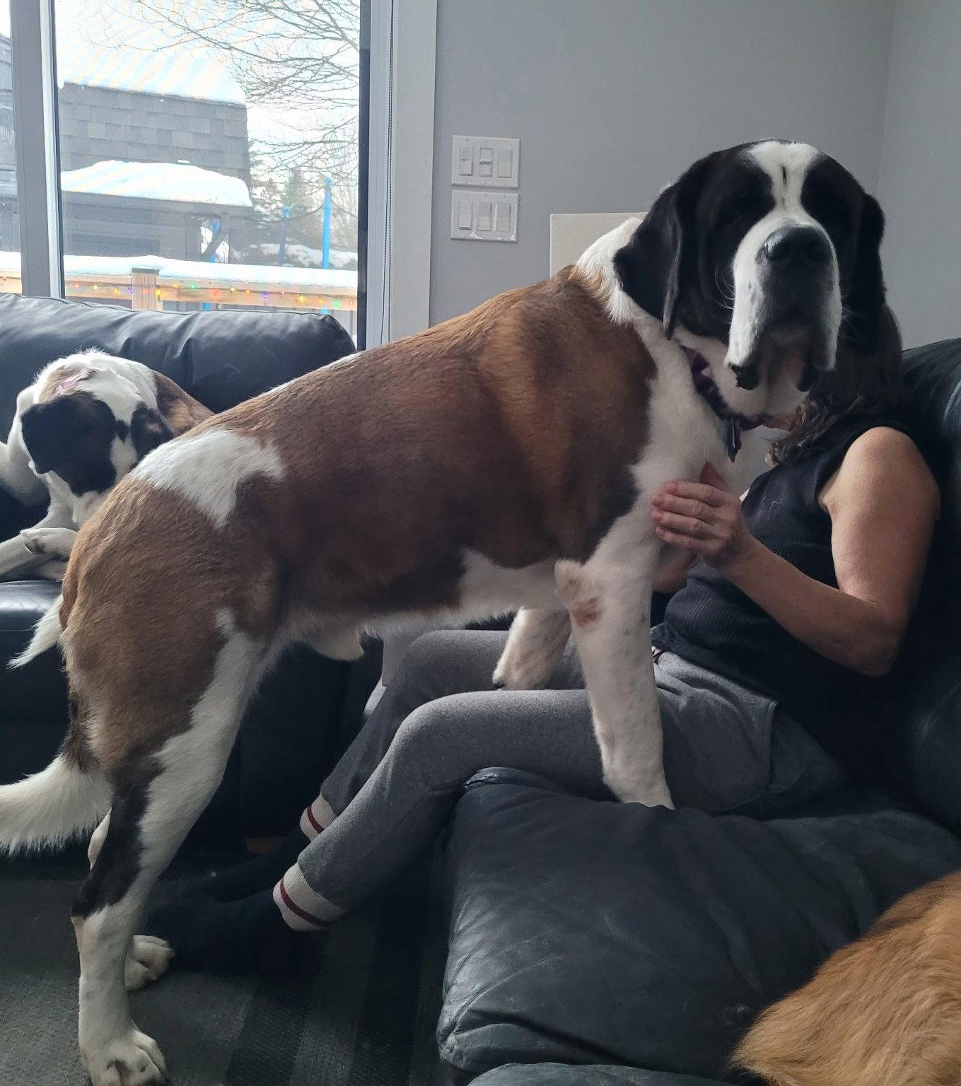 Daltry, Adopted, Adult Male Saint Bernard.
