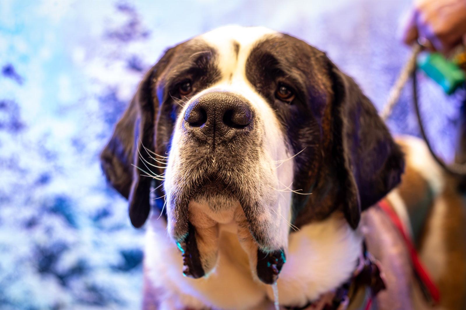 Daltry, a Adopted Saint Bernard in London, ON image 2/3