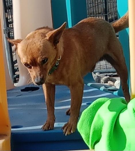 Cheech, Adoptable, Young Male Chihuahua.
