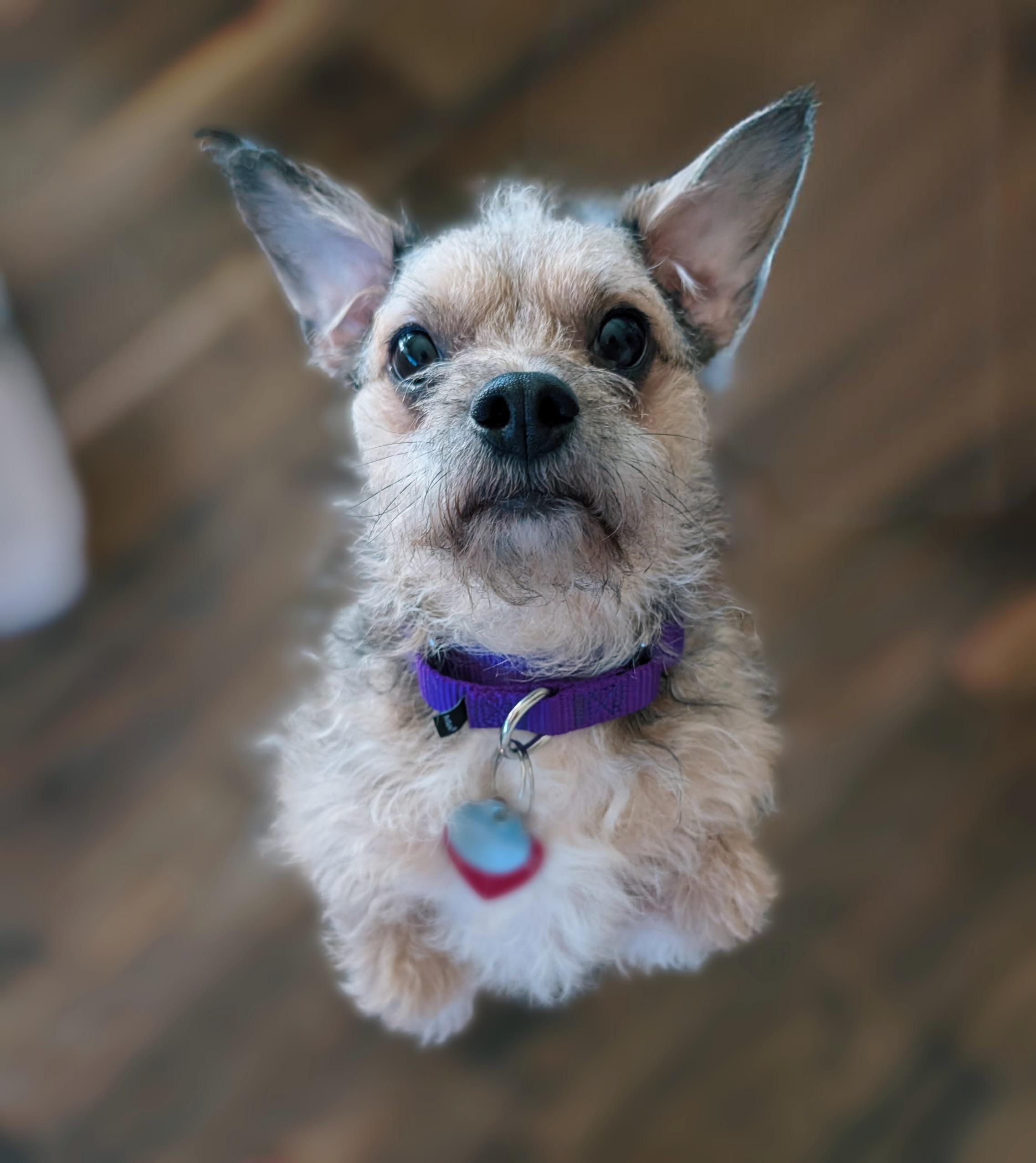 Caramel Sundae, a Adoptable mixed breed in Long Beach, CA image 3/5