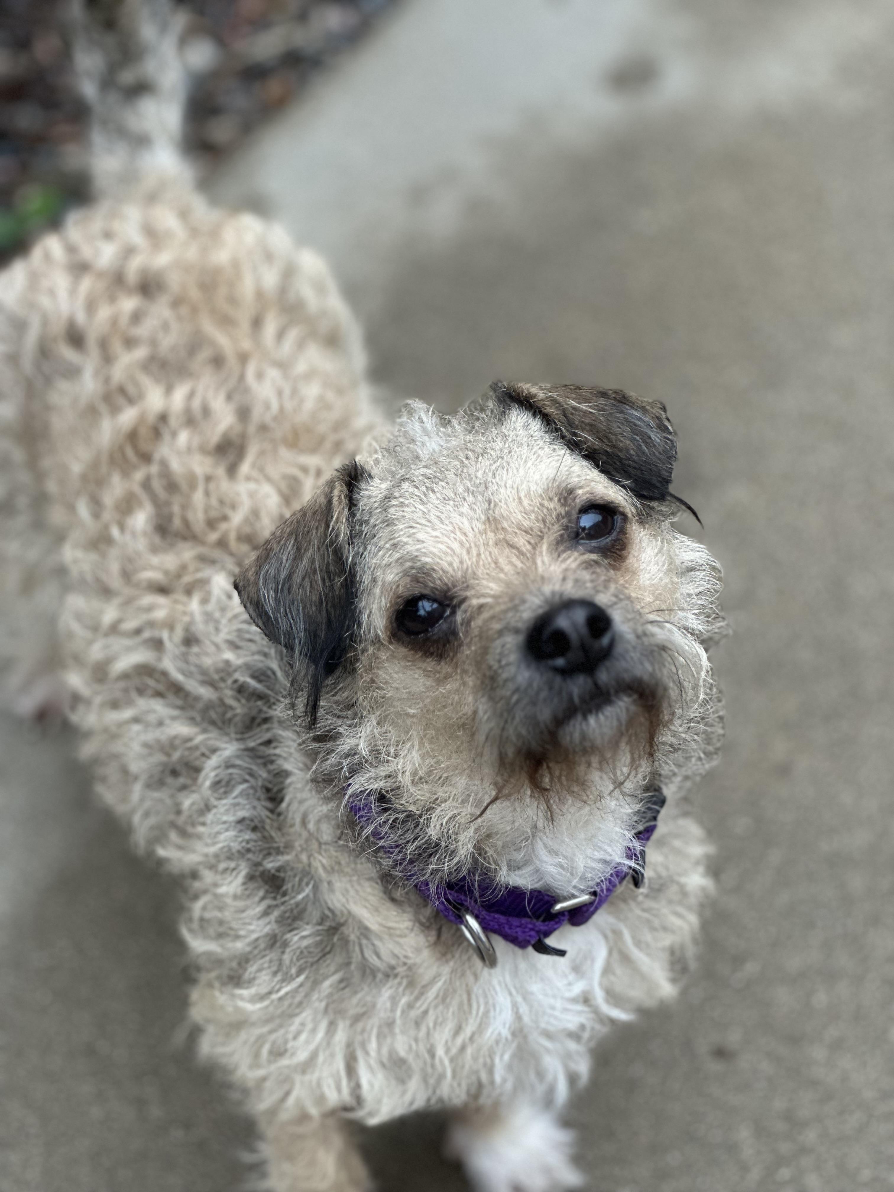 Caramel Sundae, Adoptable, Adult Female Border Terrier & Cairn Terrier.