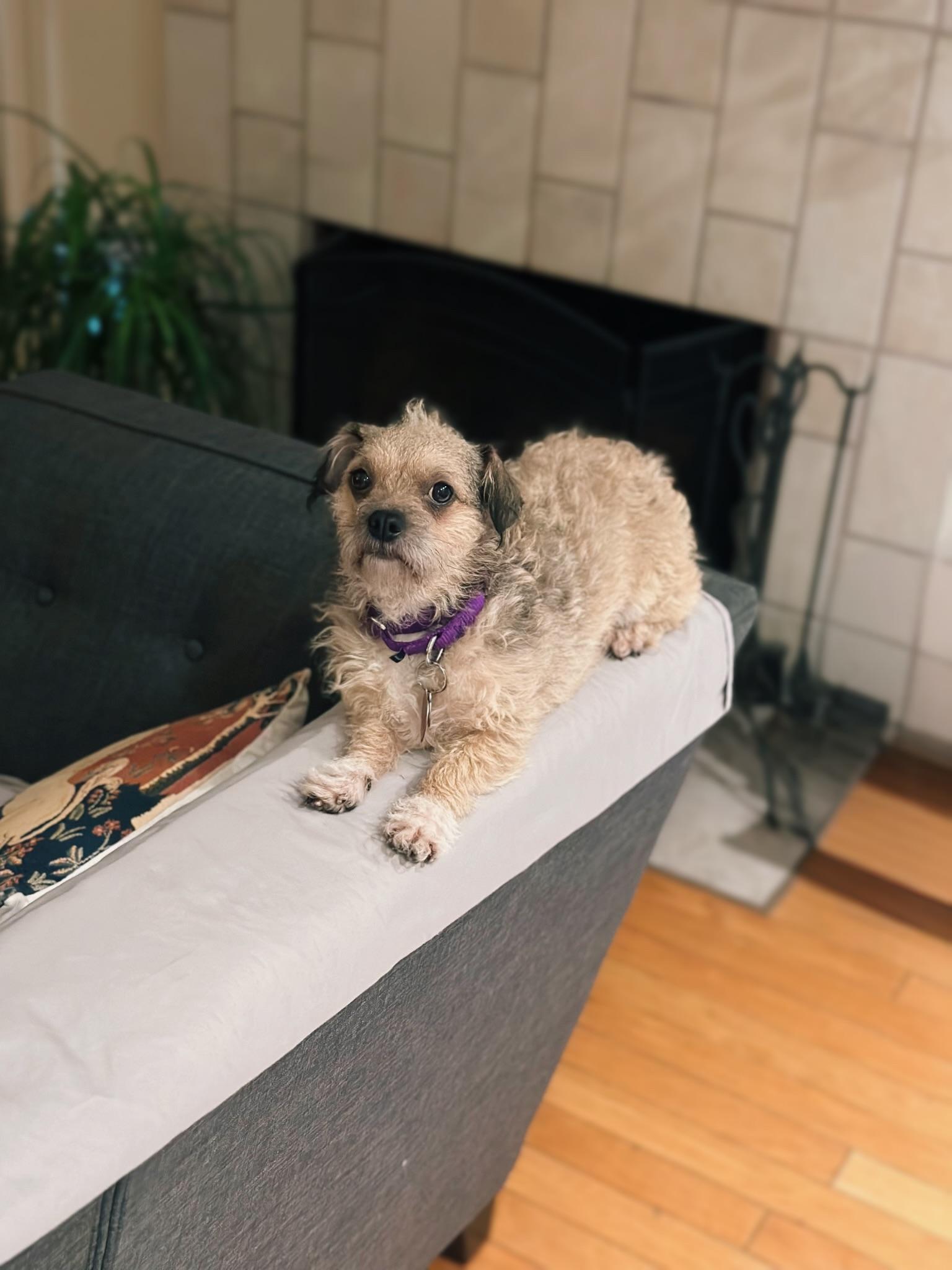 Caramel Sundae, a Adoptable mixed breed in Long Beach, CA image 4/5