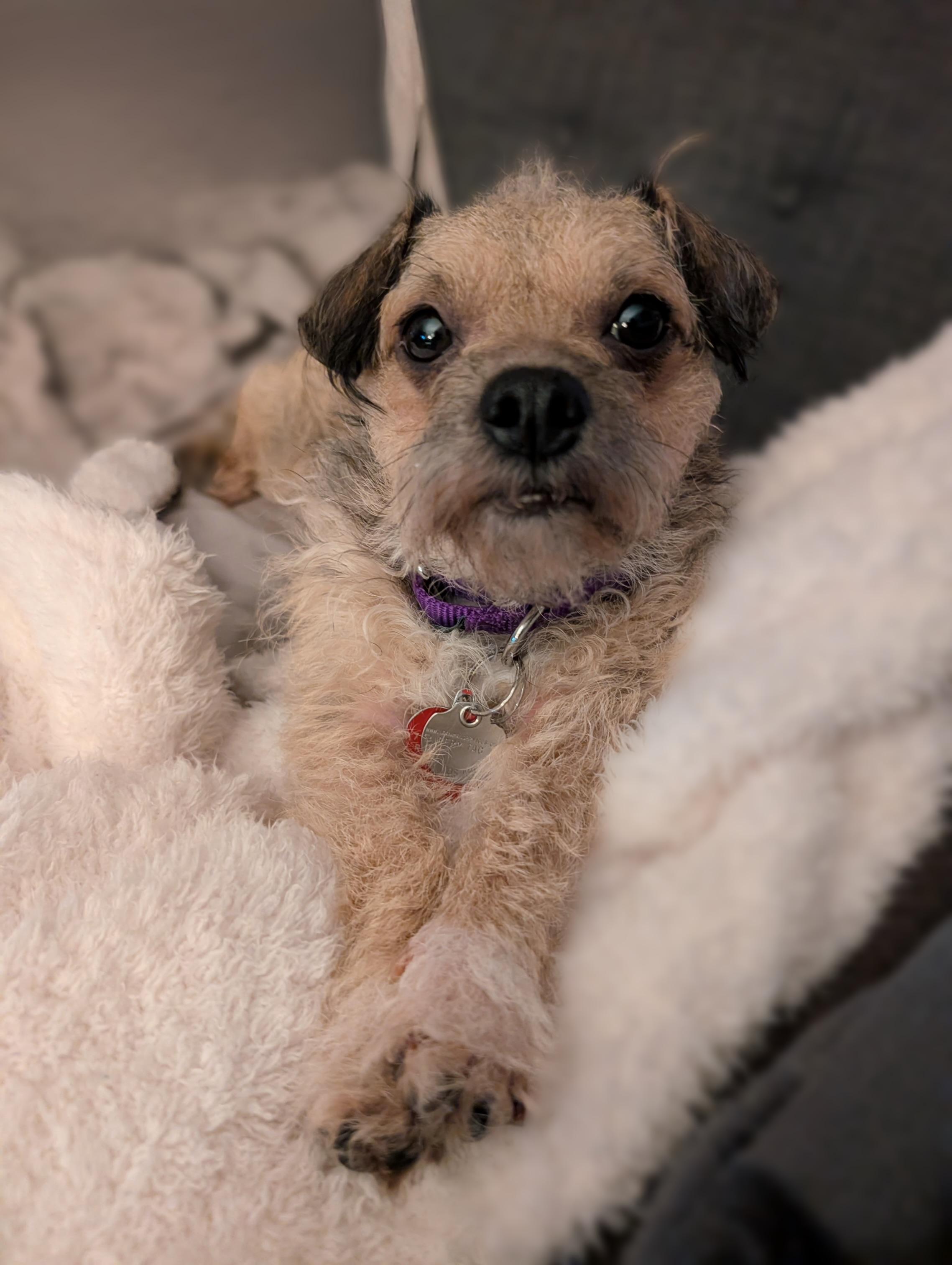 Caramel Sundae, a Adoptable mixed breed in Long Beach, CA image 2/5