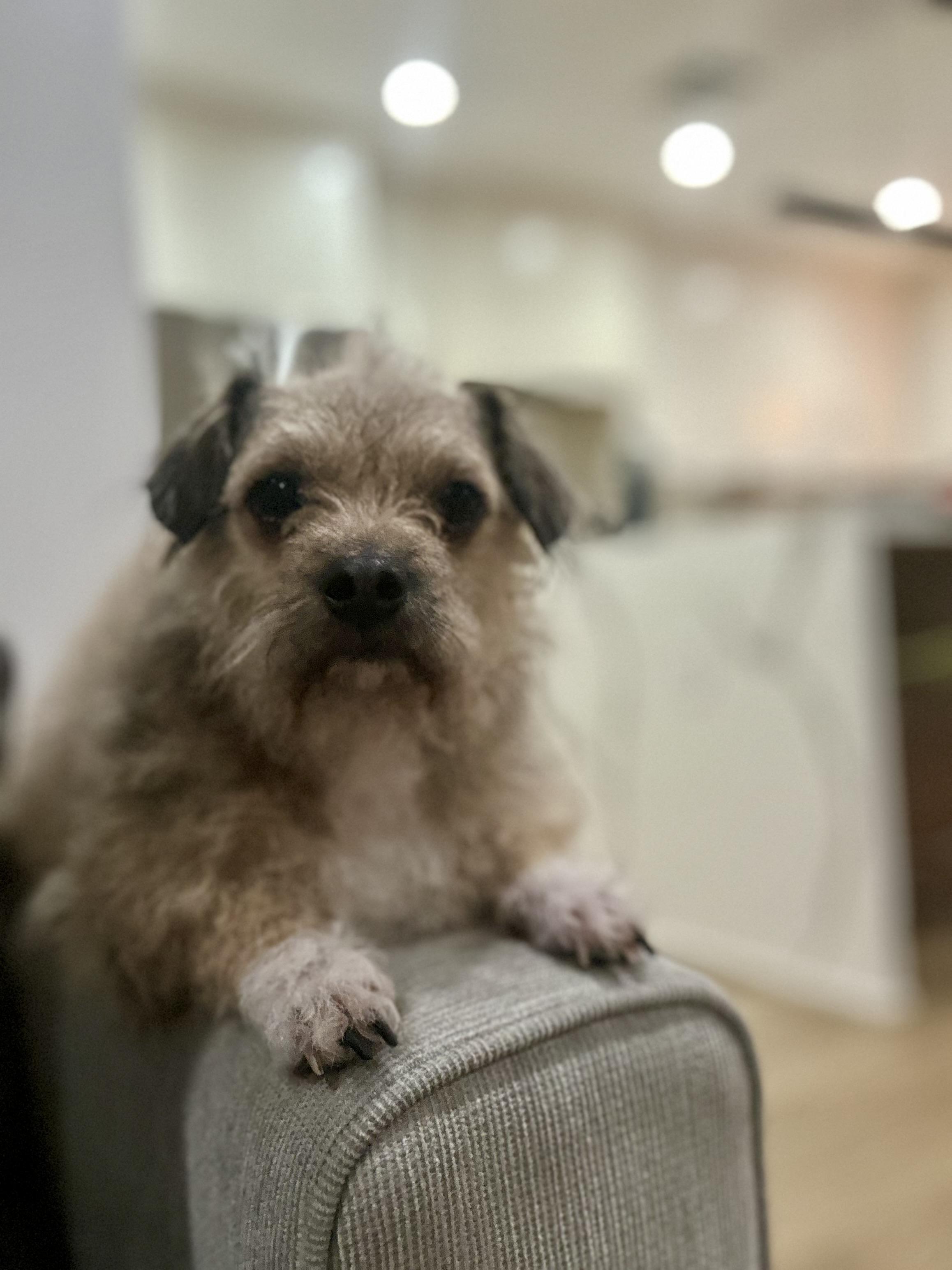 Enlarge Caramel Sundae, a Adoptable mixed breed in Long Beach, CA image 3/5