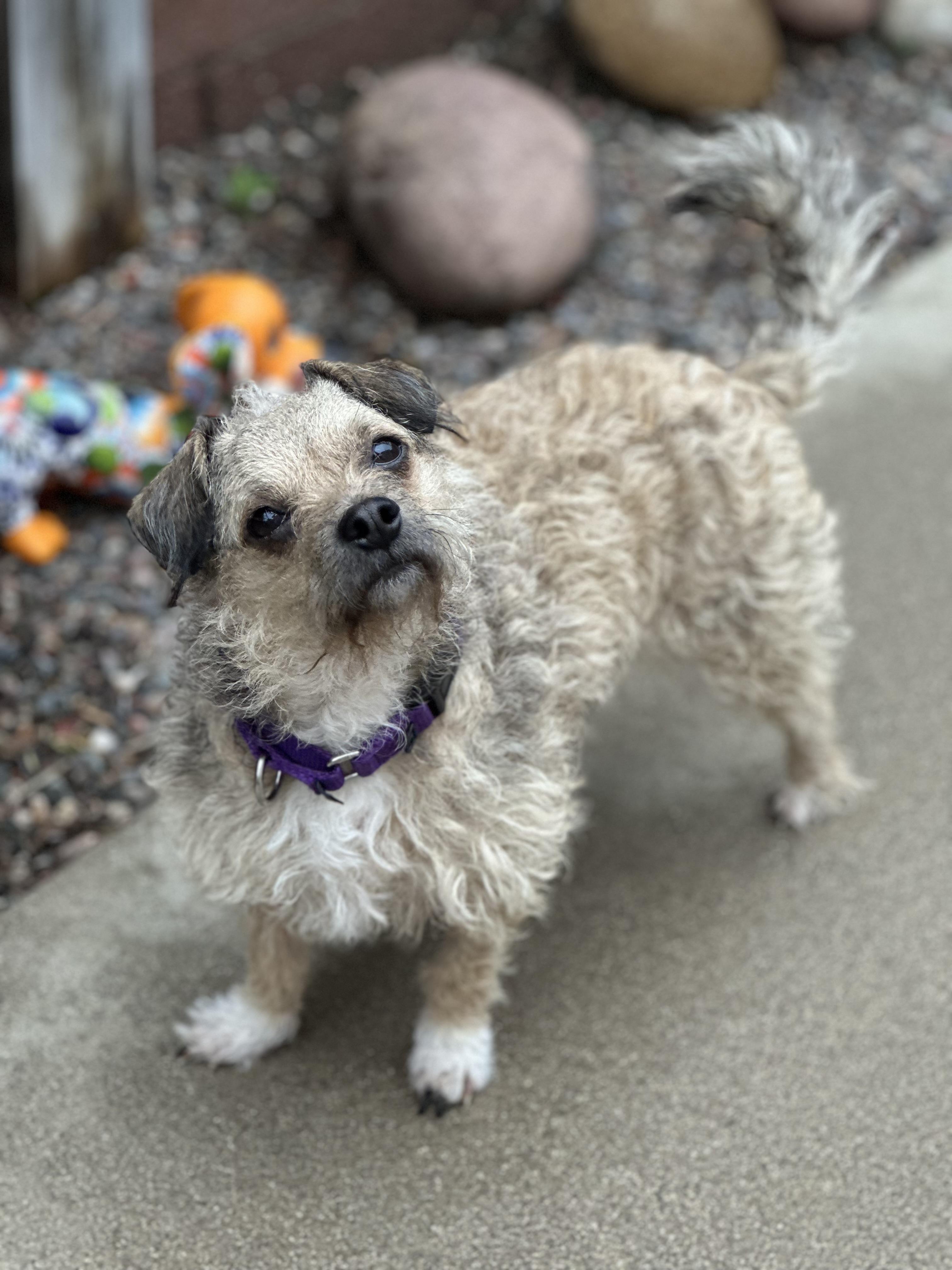 Enlarge Caramel Sundae, a Adoptable mixed breed in Long Beach, CA image 4/5