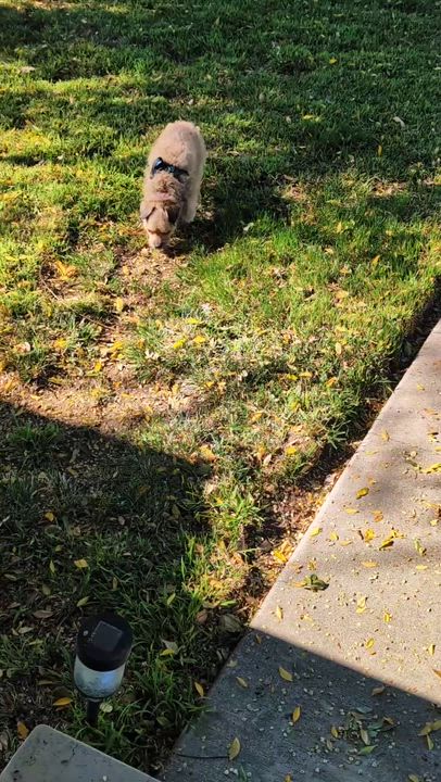Enlarge Caramel Sundae, a Adoptable mixed breed in Long Beach, CA video 5/5