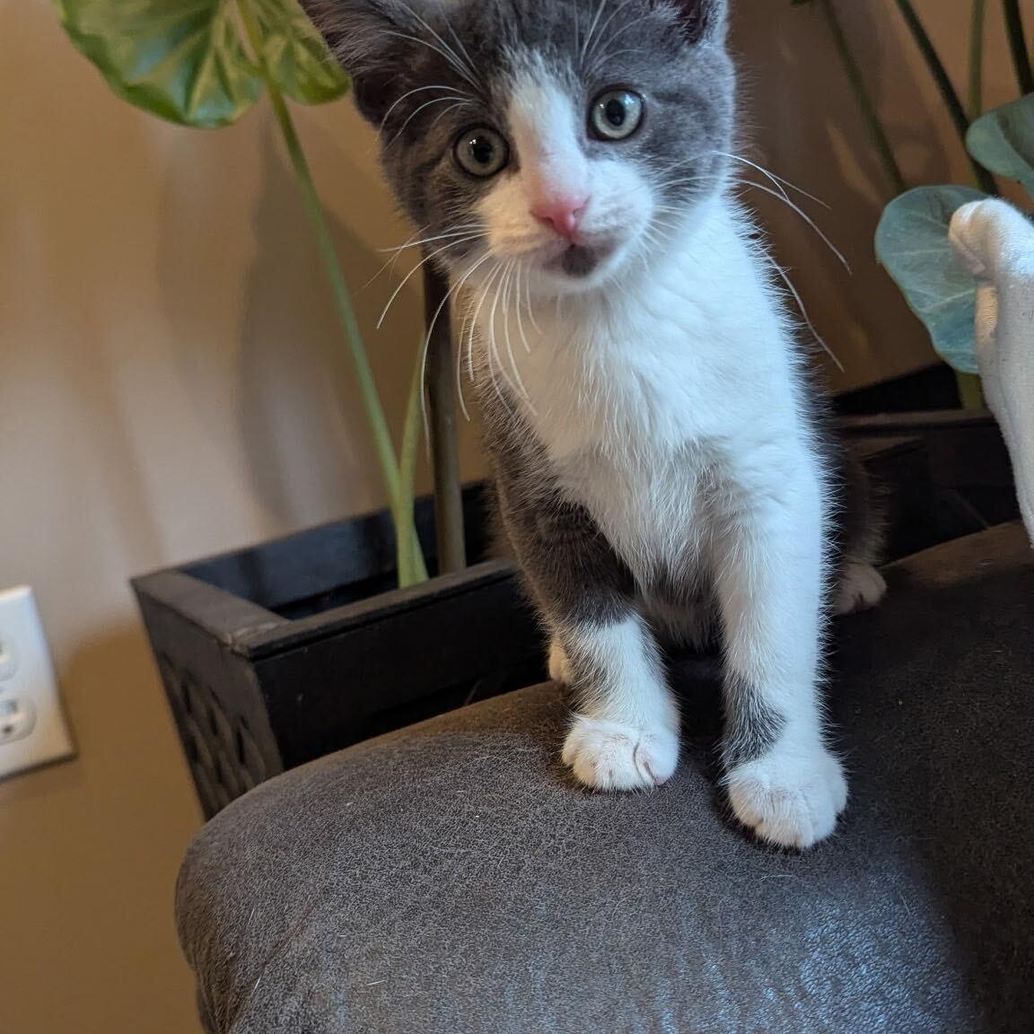 Enlarge Apple, a Adoptable Domestic Medium Hair in Washington, MI image 3/3