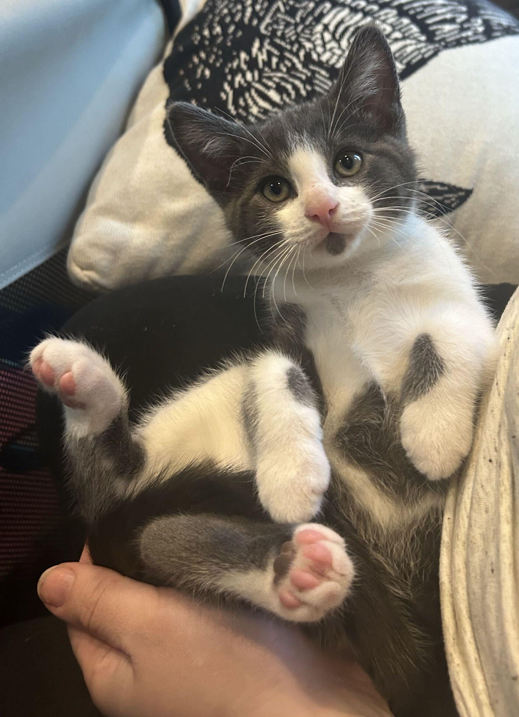Enlarge Apple, a Adoptable Domestic Medium Hair in Washington, MI image 1/3