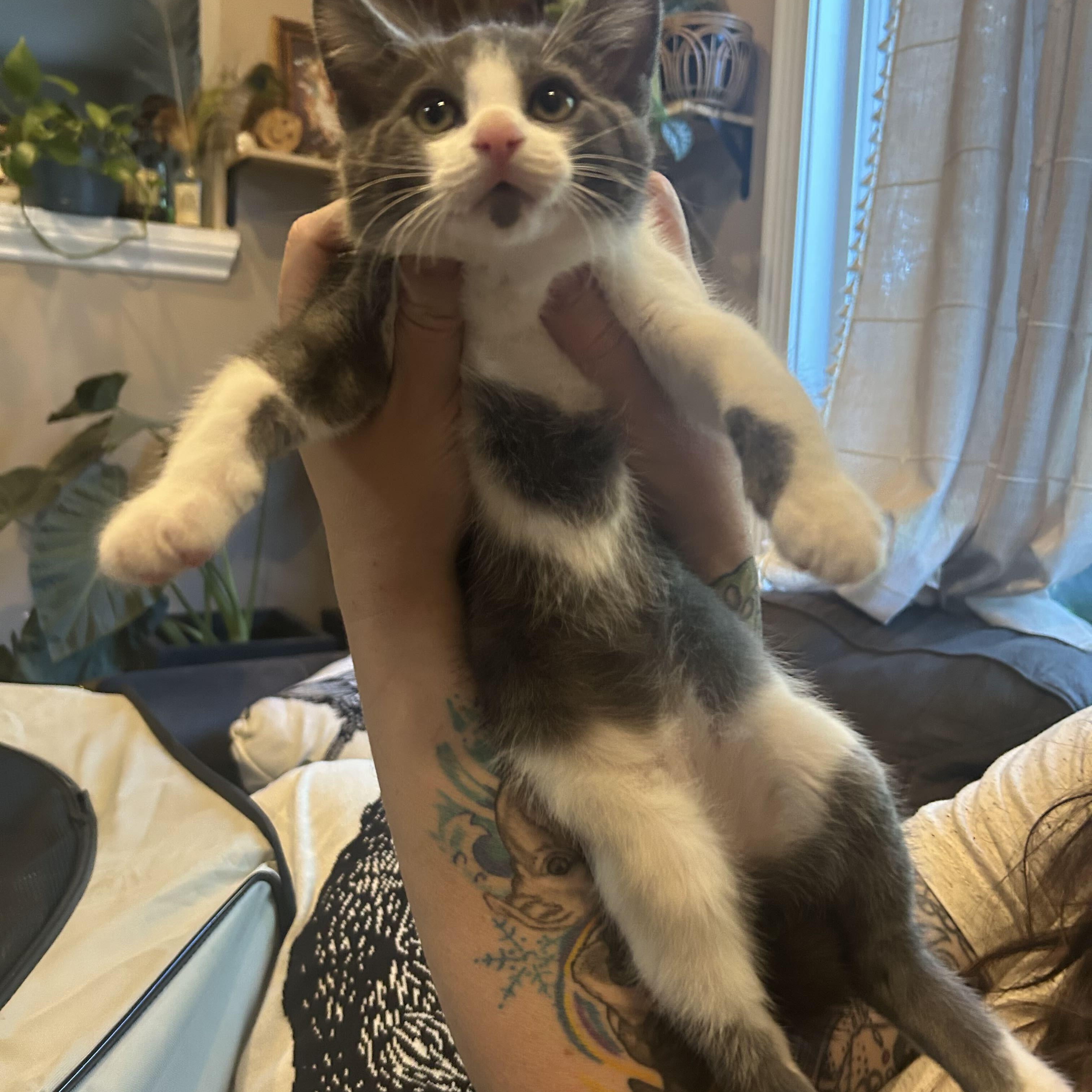 Enlarge Apple, a Adoptable Domestic Medium Hair in Washington, MI image 2/3