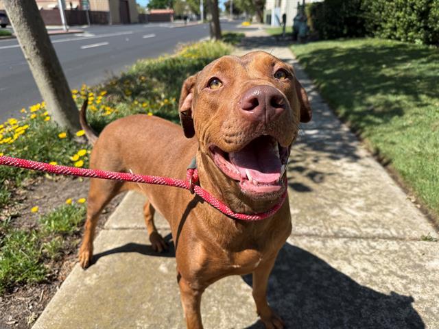 WAFFLE, Adoptable, Adult Female Rhodesian Ridgeback & Mixed Breed.