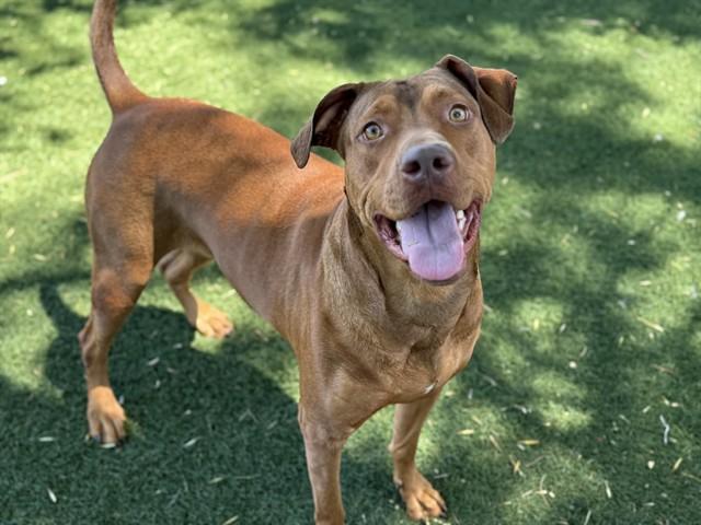 Enlarge WAFFLE, a Adoptable mixed breed in Antioch, CA image 1/1