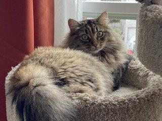 Fawn, Adoptable, Adult Female Domestic Medium Hair.