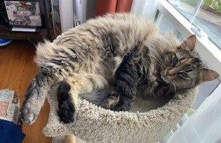 Enlarge Fawn, a Adoptable Domestic Medium Hair in Oakland, CA image 2/3