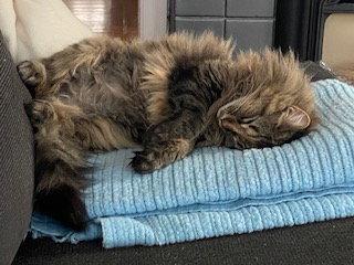 Enlarge Fawn, a Adoptable Domestic Medium Hair in Oakland, CA image 3/3