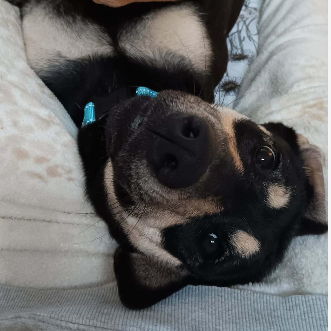 Enlarge Genevieve , a ADOPTABLE mixed breed in Geneva , NY image 2/6