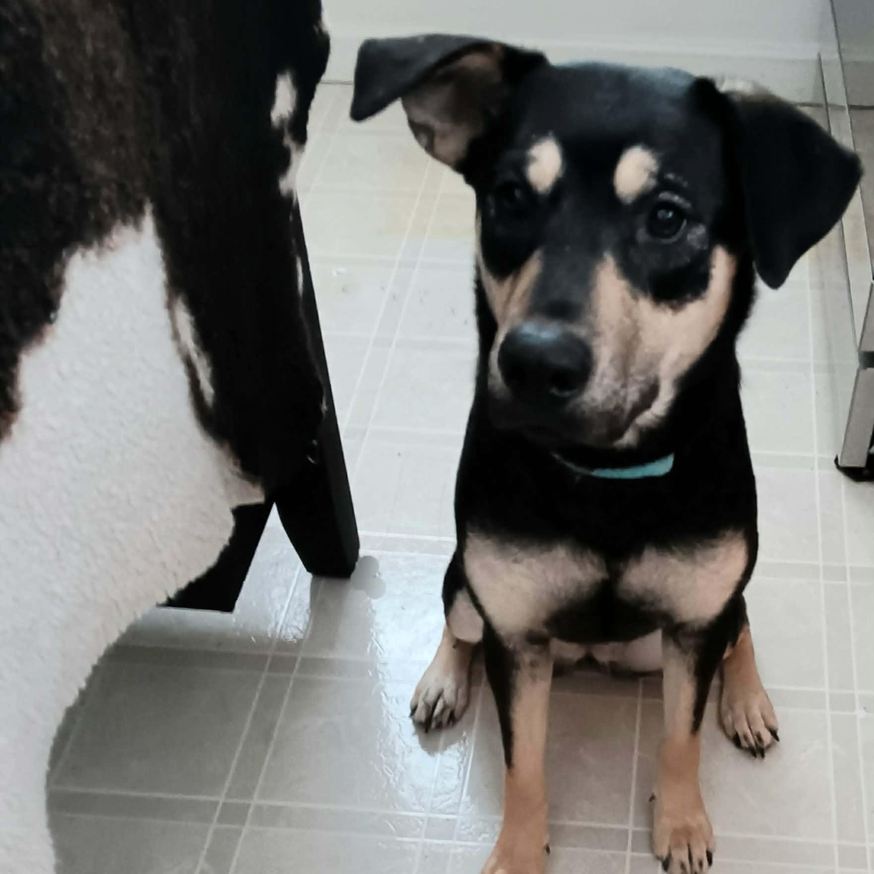 Enlarge Genevieve , a ADOPTABLE mixed breed in Geneva , NY image 3/6