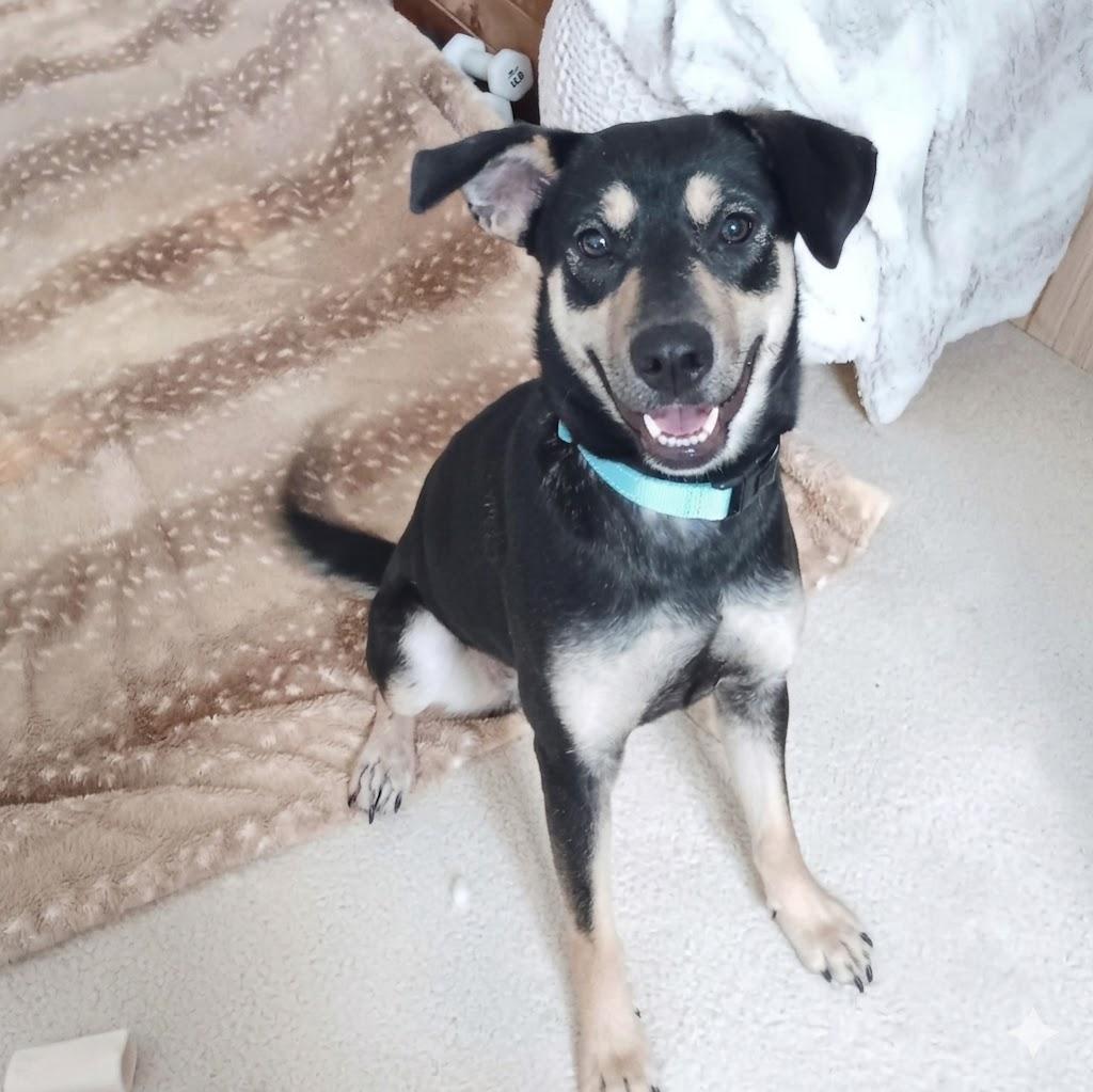 Genevieve , ADOPTABLE, Young Female Shepherd.