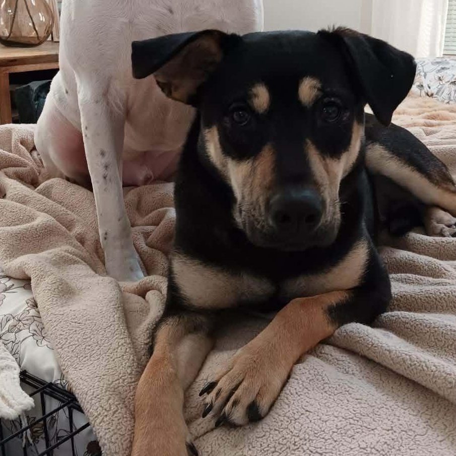Enlarge Genevieve , a ADOPTABLE mixed breed in Geneva , NY image 4/6