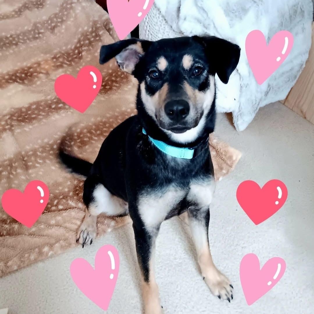 Enlarge Genevieve , a ADOPTABLE mixed breed in Geneva , NY image 6/6