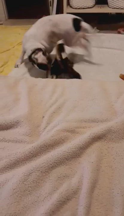 Enlarge Genevieve , a ADOPTABLE mixed breed in Geneva , NY video 5/6