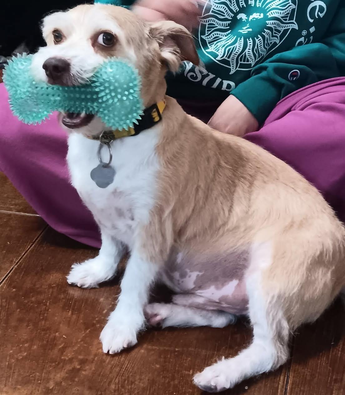 Charlie, a Adoptable Cairn Terrier in MODESTO, CA image 1/2