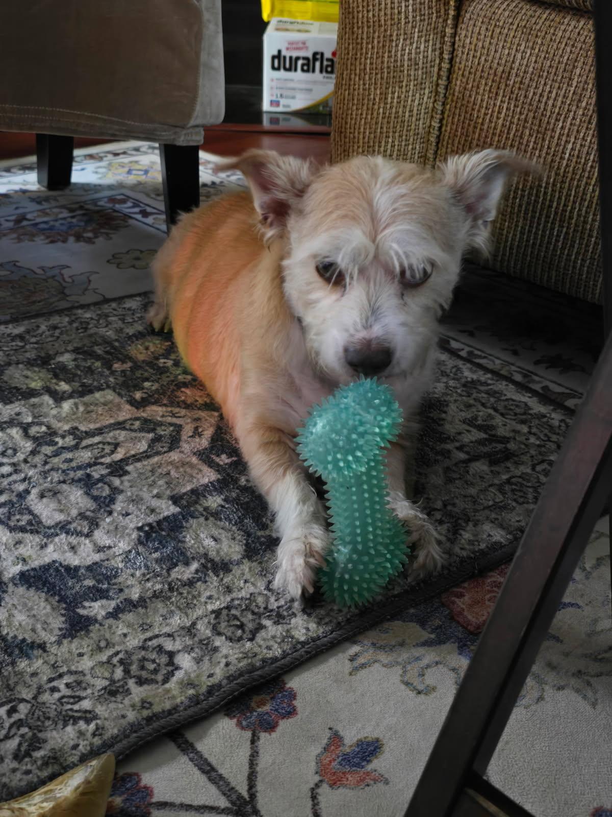 Charlie, a Adoptable Cairn Terrier in MODESTO, CA image 2/2