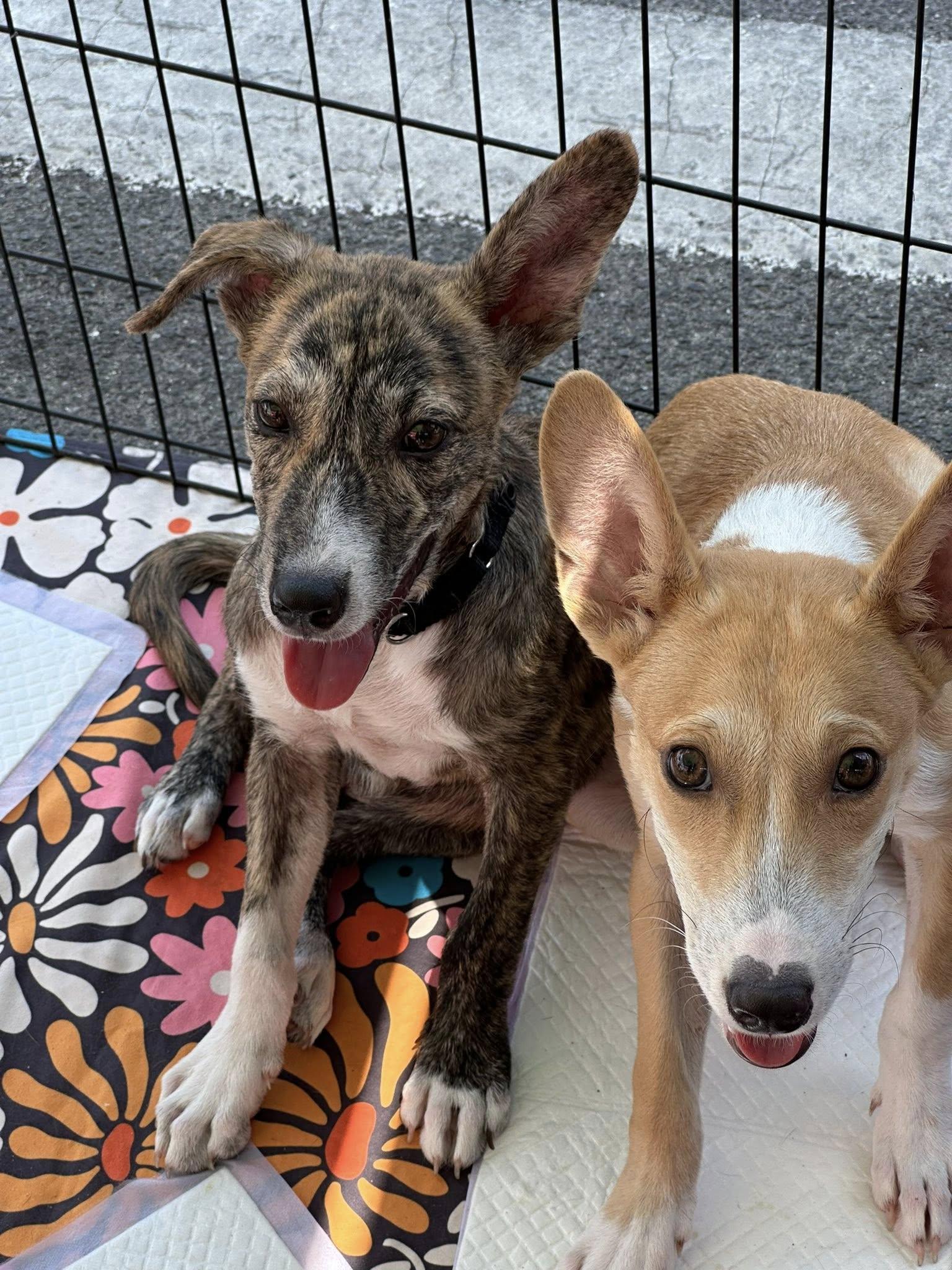 Roo, Adoptable, Young Male Mixed Breed.