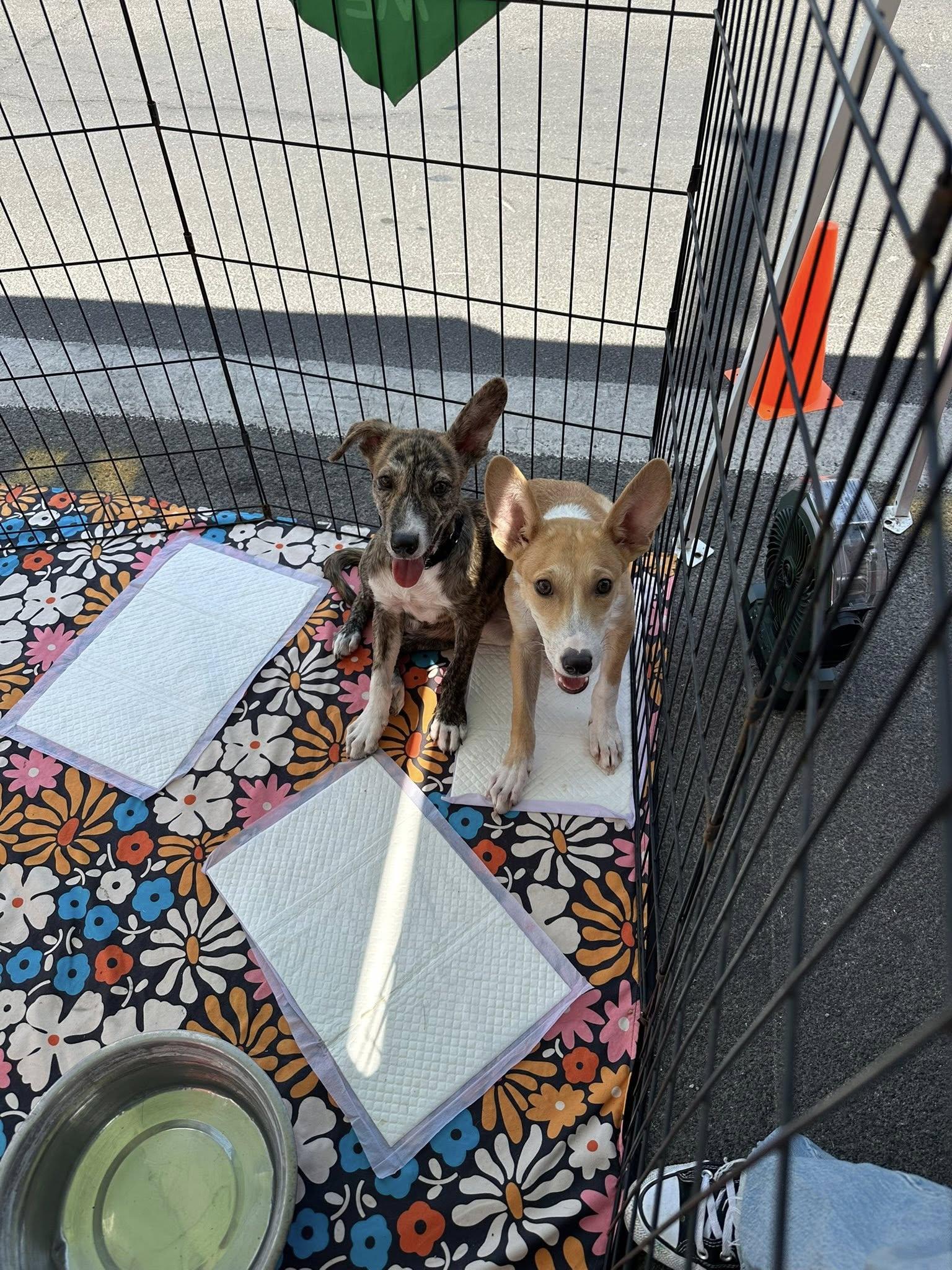 Enlarge Roo, a Adoptable mixed breed in San Antonio, TX image 2/3