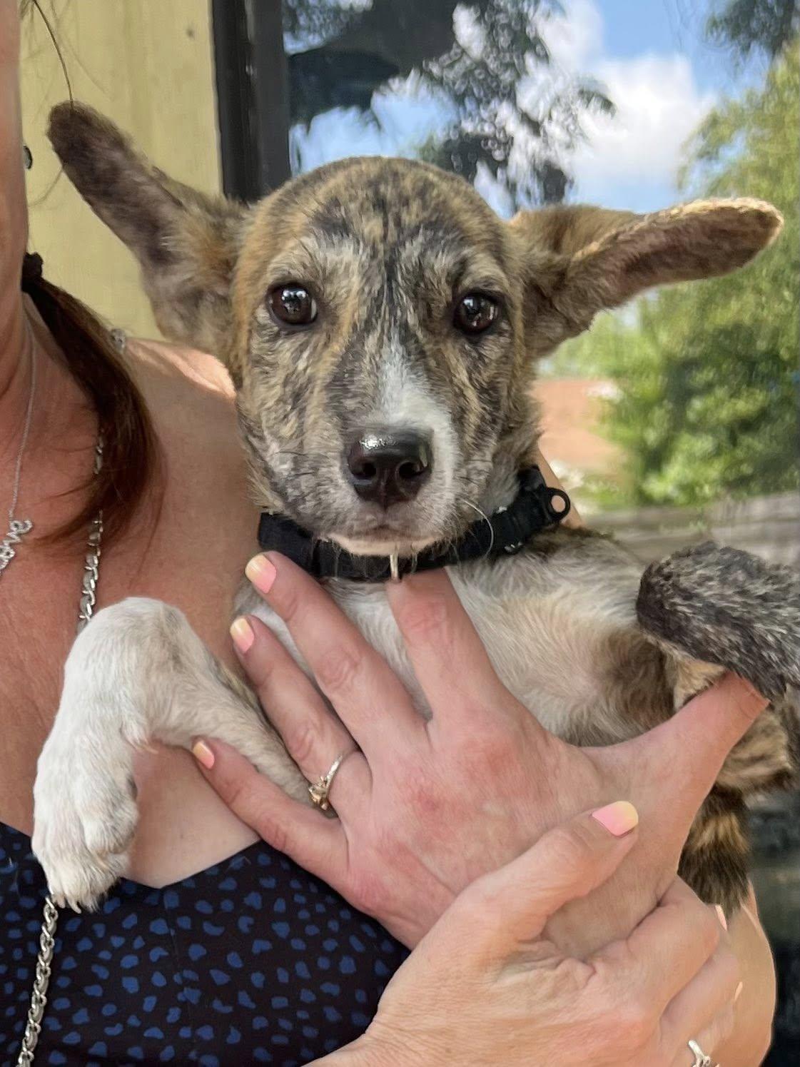 Enlarge Roo, a Adoptable mixed breed in San Antonio, TX image 3/3