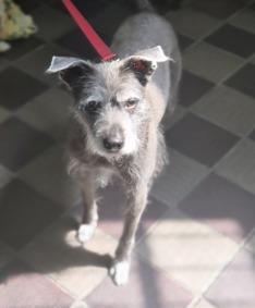Stella Artois, a ADOPTABLE mixed breed in Wingdale, NY image 1/2