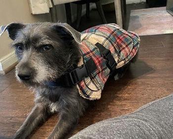 Stella Artois, a ADOPTABLE mixed breed in Wingdale, NY image 2/2
