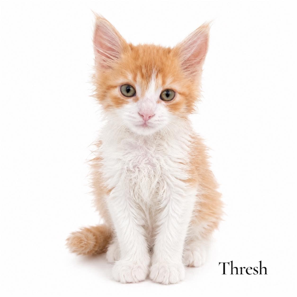 Enlarge Thresh, an adopted Domestic Long Hair in Stevensville, MI image 1/1